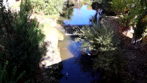 Patos-Nadando-En-Una-Pequeña-Cascada-En-Un-Arroyo-Forestal