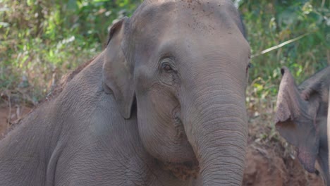 Nahaufnahme-Eines-Elefanten-Im-Schutzgebiet,-Der-In-Zeitlupe-In-Die-Kamera-Blickt