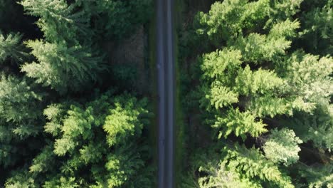Aerial-Drone-Flyover-Pine-Forest-Woodland-With-Straight-Road-Between-Trees,-4K