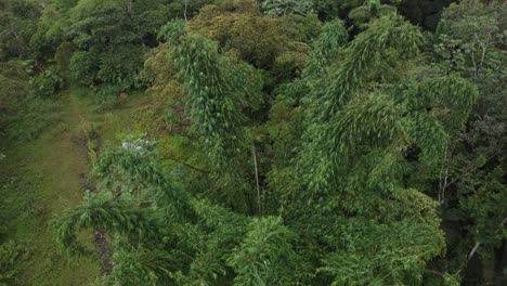Vista-De-Drones-De-La-Vegetación-En-El-Bosque-Verde-Amazónico-Tropical