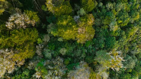 Aerial-shot-above-a-forest-of-trees-and-green-vegetation