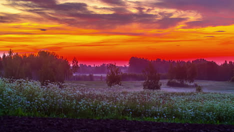 Flower-fields-under-a-red-and-orange-sky-at-sunset