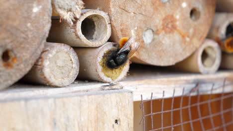 Mason-bee-digging-hollow-into-wooden-bug-hotel-bamboo-stick-to-nest-close-up
