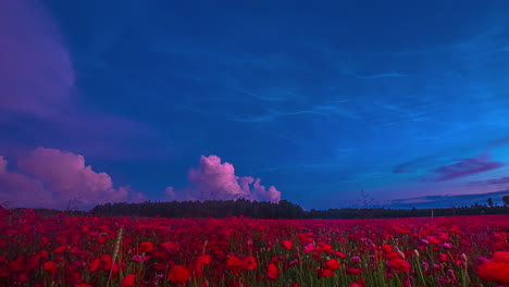 Field-of-poppies-or-red-flowers-under-a-deep-blue-sky-with-pink-clouds
