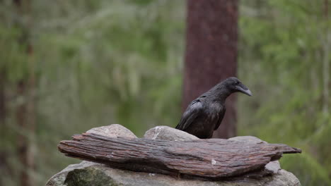 Single-raven-hopping-onto-rocky-perch-in-woods-on-rainy-day,-shallow-depth