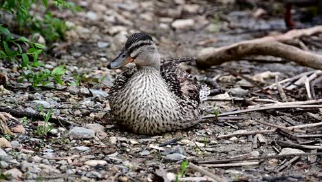 female-mallard-duck-near-the-shore-of-a-lake