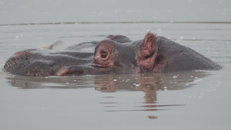 Head-Of-Massive-Hippopotamus-Emerging-From-Lake-In-Uganda,-East-Africa
