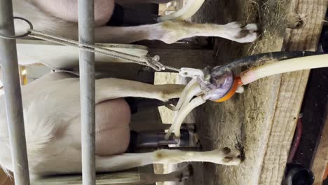 Vertical---Milking-Machine-Extracting-Milk-From-Udder-Of-Nanny-Goat-In-Dairy-Farm