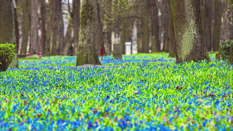 Winzige-Blaue-Und-Violette-Wildblumen-In-Einem-Landschaftsparkwald---Zeitraffer