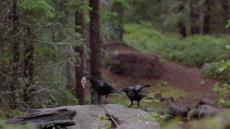 All-black-ravens-land-on-rock-in-pristine-woods,-one-flies-off-with-food,-slomo