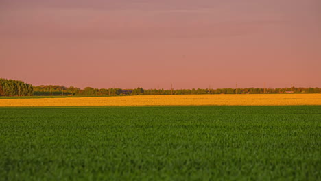 Grüne-Felder-Auf-Dem-Bauernhof-Bei-Sonnenuntergang.-Zeitrafferaufnahme