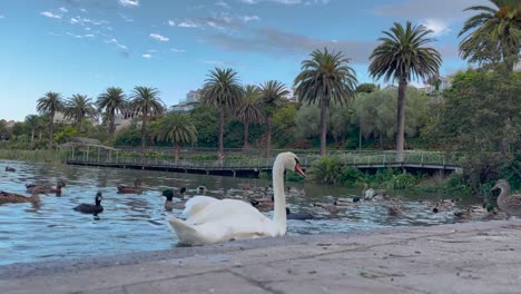 Swans-And-Mallard-Ducks-Swimming-On-The-Lake-In-Whanganui,-New-Zealand
