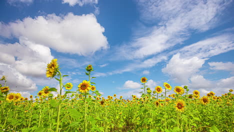 Sunflowers-under-a-blue-sky-with-moving-clouds