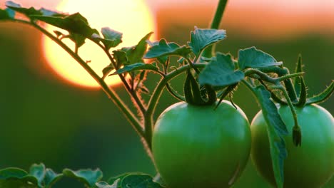 Handheld-close-up-shot-of-two-unripe-tomatoes-against-golden-sunset
