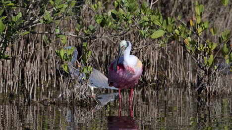 Roseate-spoonbill-preening-feathers-while-standing-in-water-at-Merrit-Island,-Florida