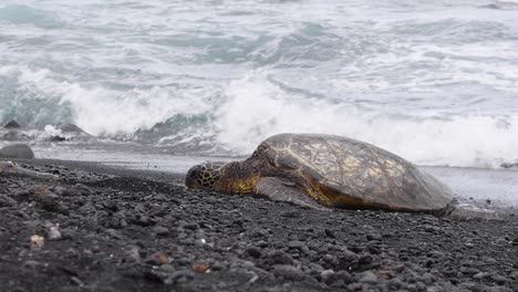 Wide-shot-of-a-sea-turtle-on-a-black-sand-beach-in-Hawaii