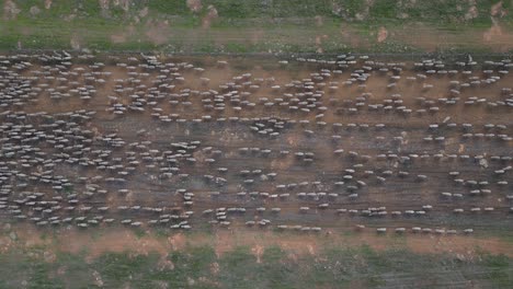 A-stationary-top-down-aerial-shot-of-herding-sheep-across-the-field