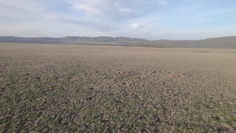 Drohnen-Stockaufnahmen-Einer-Oryx-Herde,-Die-In-Der-Savanne-Läuft