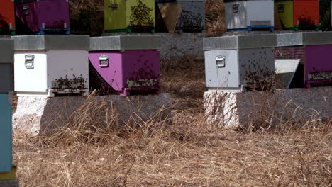Many-beehives-with-honeybees-flying-around-on-a-sunny-summer-day,-handheld