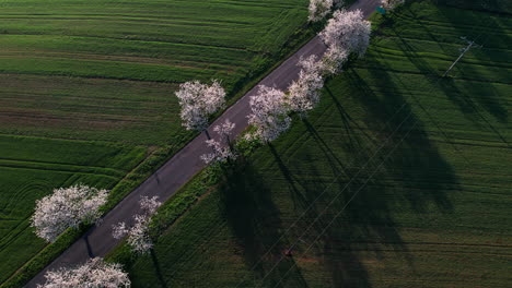 Gasse-Am-Morgen-Mit-Blühenden-Kirschbäumen