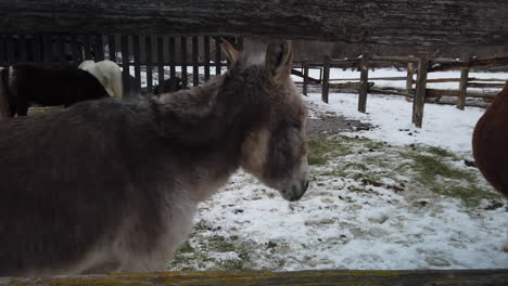 Medium-wide-shot-of-a-horse-and-donkey-together-in-a-winter-farm-pen