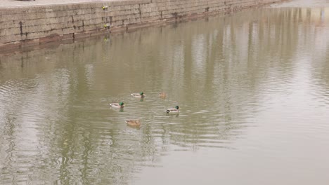 Mallard-Ducks-Swimming-At-Vattern-Lake-Near-Vadstena-Castle-In-Sweden