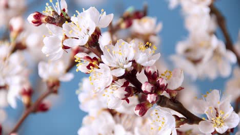 Time-lapse-of-blossoms-in-spring,-the-small-flowers-on-a-tree-branch-during-sunshine-day-in-spring-time-are-opening