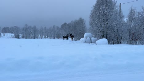 Alerted-moose-in-the-Arctic-circle-during-a-snowy-winter-day-in-Northern-Norway,-static-shot