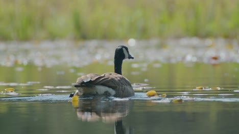 Lonely-Canadian-Goose-swimming-peacefully-in-lake-on-sunny-day