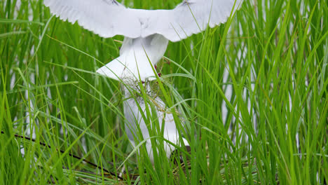 Nesting-Gulls-amongst-the-marsh-reeds-on-a-lakeside-shallow