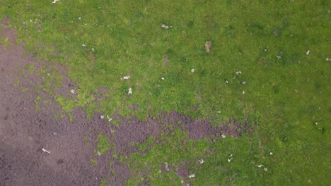 Fabulous-aerial-top-view-flight-herd-of-cows-on-Pasture-meadow,-czech-republic-in-Europe,-summer-day-of-2023