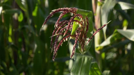 Close-up-footage:-corn-plant-stems-swaying-with-wind