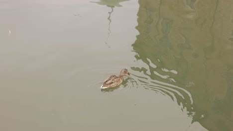 Female-Mallard-Duck-Swimming-Alone-On-The-River-In-Vadstena,-Sweden