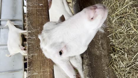 Vertical-Shot-Of-Goats-In-A-Goat-Shed,-Domestic-Goats-In-The-Farm---close-up
