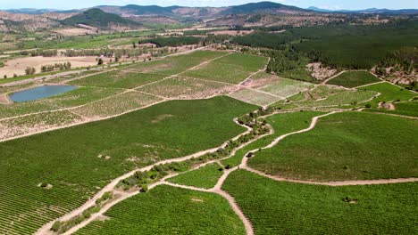 Flyover-establishing-a-vineyard-where-you-can-compare-vines-in-head-training-and-trellis-formation,-better-optimization-of-space,-fruit-quality-and-cultivation-methods,-Maule-Valley,-Chile