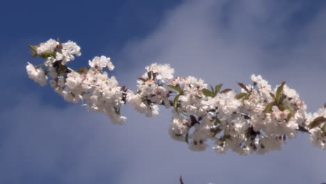 Flores-De-Cerezo-Blancas,-En-El-Fondo-Nubes-Grises-Que-Se-Mueven-Dejando-El-Cielo-Azul