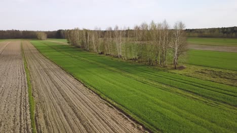 Aerial-view-of-agricultural-plowed-land-rye-green-grass-grain