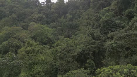 Aerial-skims-low-over-dense-green-jungle-foliage-to-lush-steep-wall