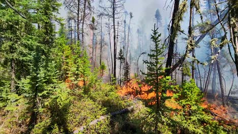Flames-of-wildfire-raging-in-Alberta-woodlands-burning-down-stands-of-trees
