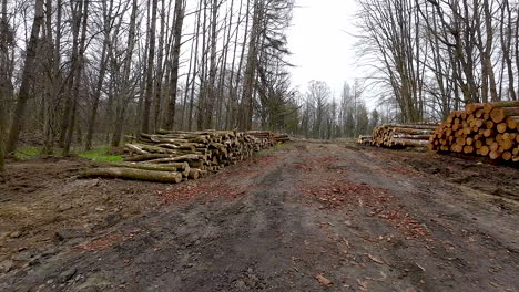 Forest-woodland-with-stacked-logs-after-deforestation---Environmental-damage-of-wilderness