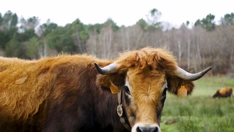 Vaca-Betizu-Caminando-En-El-Campo-De-Hierba-De-Ourense,-España