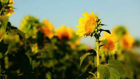 Sonnenblumenfeld-Mit-Einem-Wunderschönen-Blauen-Himmel
