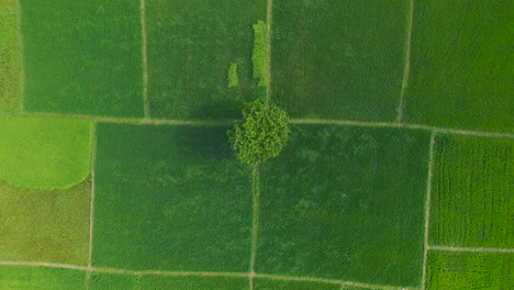 The-drone-takes-a-slow-upward-journey,-revealing-a-single-majestic-tree-standing-tall-amidst-the-lush-green-rice-fields-of-Nepal's-Terai-region
