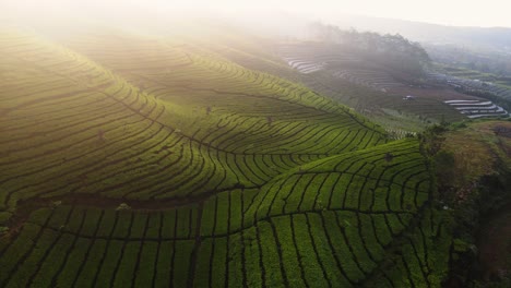 Drohnenaufnahmen-Einer-Wunderschönen-Teeplantage-Auf-Dem-Hügel-Bei-Sonnenaufgang