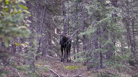 Bull-Moose-standing-in-a-heavily-forested-area-of-the-Mt