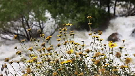Honigbienen-Bestäuben-Gänseblümchen-Im-Vordergrund,-Im-Hintergrund-Ist-Der-Reißende-Kern-River-Am-Highway-178-In-Bakersfield,-Kalifornien,-Verschwommen-Zu-Sehen