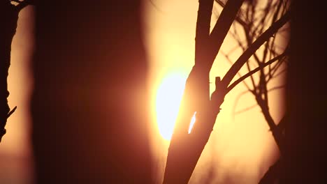 Baum-Und-Wind-Bei-Sonnenuntergang,-Video-Mit-Selektivem-Fokus