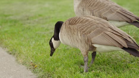 Close-up,-Two-Wild-Canada-Goose-Birds-Eating-and-Walking-in-the-Grass-in-Nature