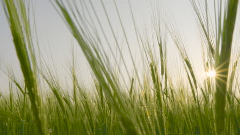 Close-Up-Low-Angle-View-Of-Lush-Green-Barley-Field-With-Sun-Shining-Through-Stems