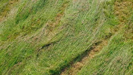 Green-meadow-on-warm-day,-aerial-top-down-low-angle-view